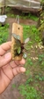 Specklinia grobyi (Vegetal bem pequeno) - comprar online