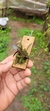 Imagem do Specklinia grobyi (Vegetal bem pequeno)