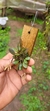 Specklinia grobyi (Vegetal bem pequeno) - loja online