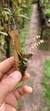 Specklinia grobyi (Vegetal bem pequeno) na internet