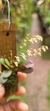 Specklinia grobyi (Vegetal bem pequeno) na internet