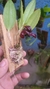 Zootropion atropurpureum