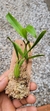 Coelogyne lindleyana