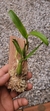 Imagem do Coelogyne lindleyana