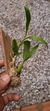 Coelogyne lindleyana - Orquidário Aparecida
