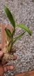 Coelogyne lindleyana - comprar online