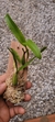 Coelogyne lindleyana na internet