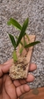 Imagem do Coelogyne lindleyana