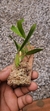 Coelogyne lindleyana - loja online