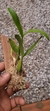 Coelogyne lindleyana - comprar online