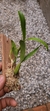 Coelogyne lindleyana na internet