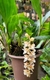 Pholidota chinensis