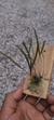 Imagem do Acianthera hygrophila