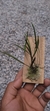 Acianthera hygrophila