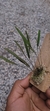 Acianthera hygrophila - Orquidário Aparecida