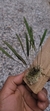 Acianthera hygrophila - comprar online