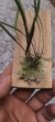 Acianthera hygrophila na internet