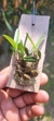 Maxillaria cerifera - comprar online