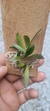 Specklinia picta variedade alba