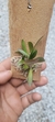 Specklinia picta variedade alba - comprar online