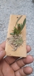 Specklinia picta variedade alba - Orquidário Aparecida