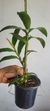 Epicattleya Rene Marques