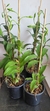 Epicattleya Rene Marques - Orquidário Aparecida