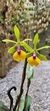 Epicattleya Rene Marques