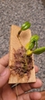 Bulbophyllum lasiochilum var. concolor - loja online
