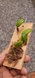 Bulbophyllum lasiochilum var. concolor - Orquidário Aparecida