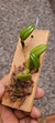Bulbophyllum lasiochilum var. concolor na internet