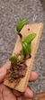 Bulbophyllum lasiochilum var. concolor na internet