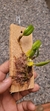 Bulbophyllum lasiochilum var. concolor - comprar online