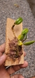 Bulbophyllum lasiochilum var. concolor - comprar online