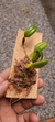 Imagem do Bulbophyllum lasiochilum var. concolor