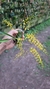 Oncidium raniferum - comprar online