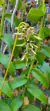 Bulbophyllum wedelii