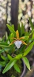 Dinema polybulbon