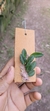 Acianthera recurva na internet