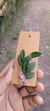 Acianthera recurva - Orquidário Aparecida