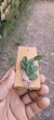 Acianthera recurva - loja online