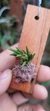 Acianthera guimaraensii - comprar online