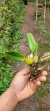 Bulbophyllum wedelii - Orquidário Aparecida