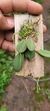Acianthera recurva bicolor variedade gigante