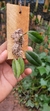 Acianthera bidentula - comprar online