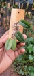 Acianthera bidentula na internet