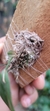 Acianthera bidentula - loja online