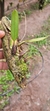 Bulbophyllum glutinosum - comprar online