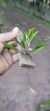 Pabstiella conceicionensis - Orquidário Aparecida