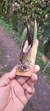 Laelia pabstii na madeira - comprar online